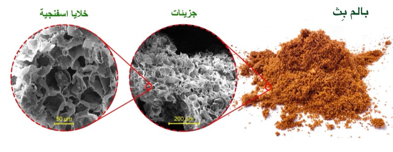 تكنولوجيا بالم بِث