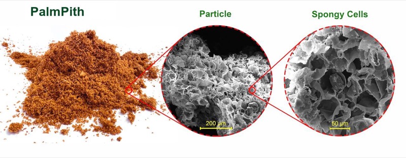 PalmPith proprietary technology — composite of cellular structure analysis